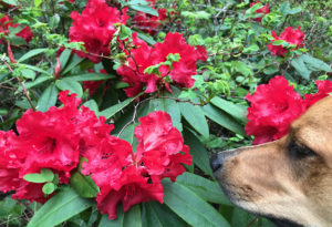 Read more about the article Stop and Smell the Rhodies