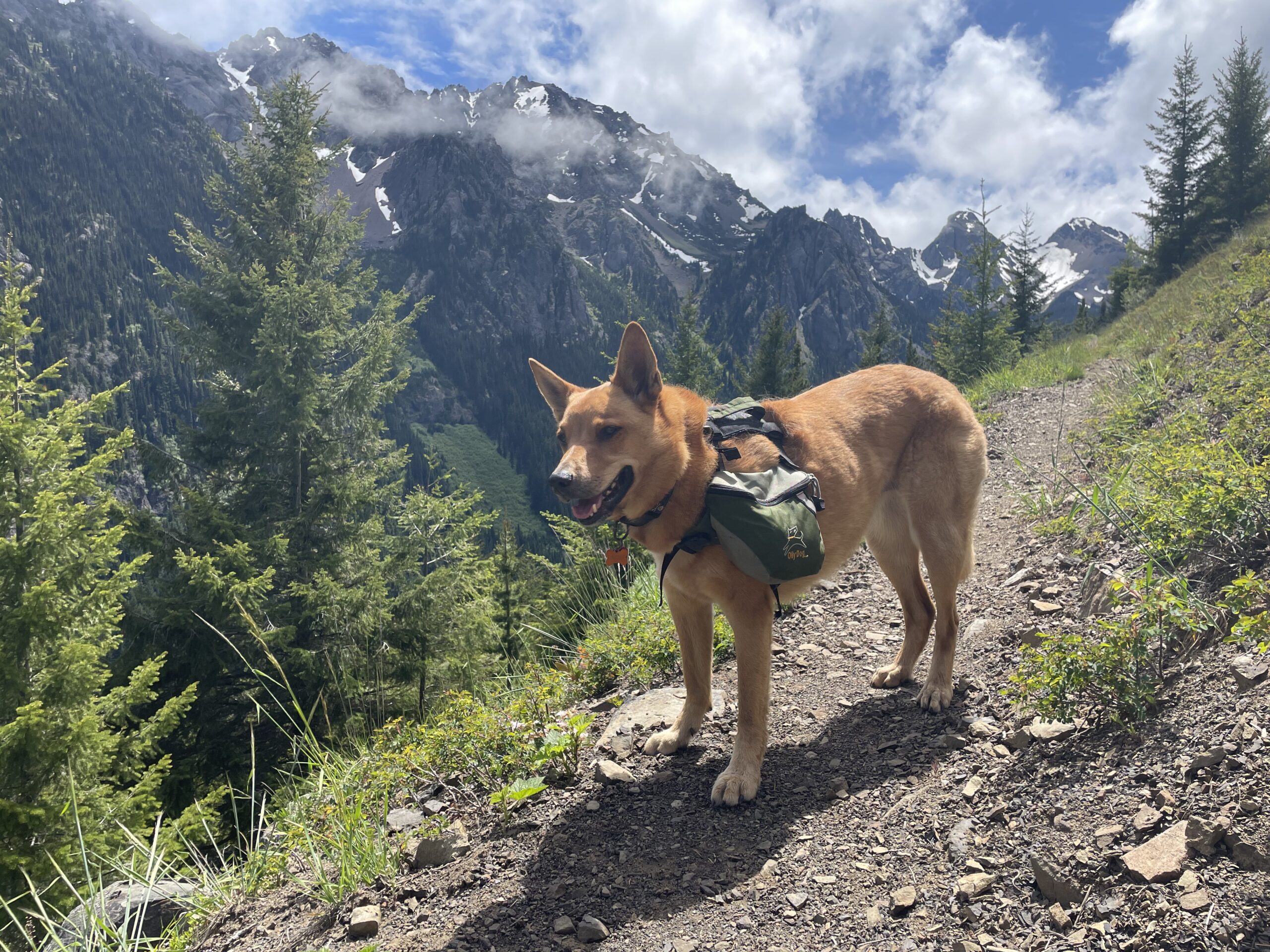 Backpacking pup