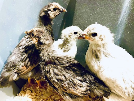 four new chickies